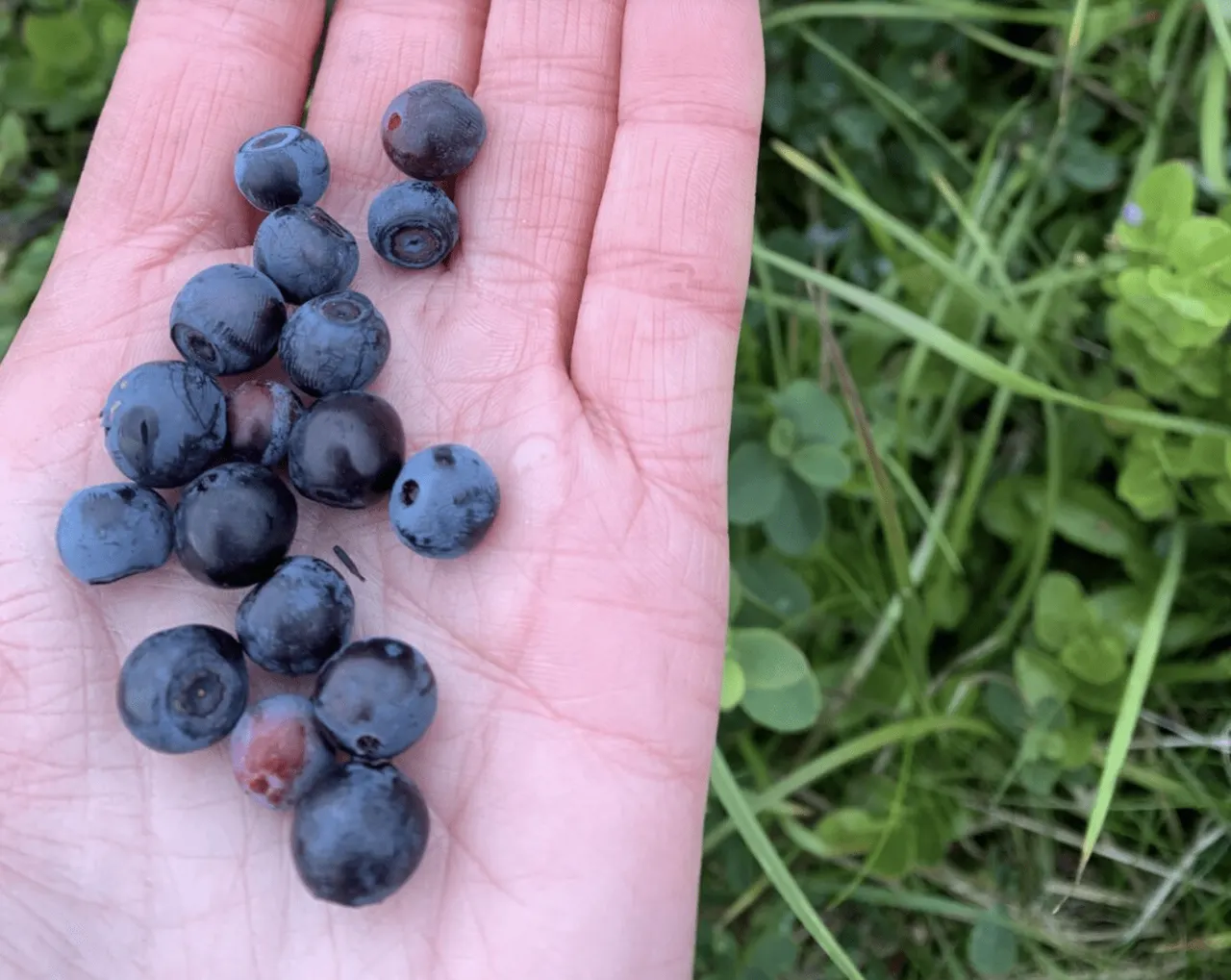 Blue berries in a hand
